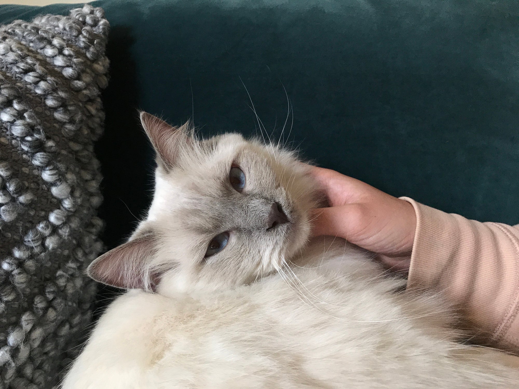 O Ragdoll é uma das raças de gato que não recusam um colo