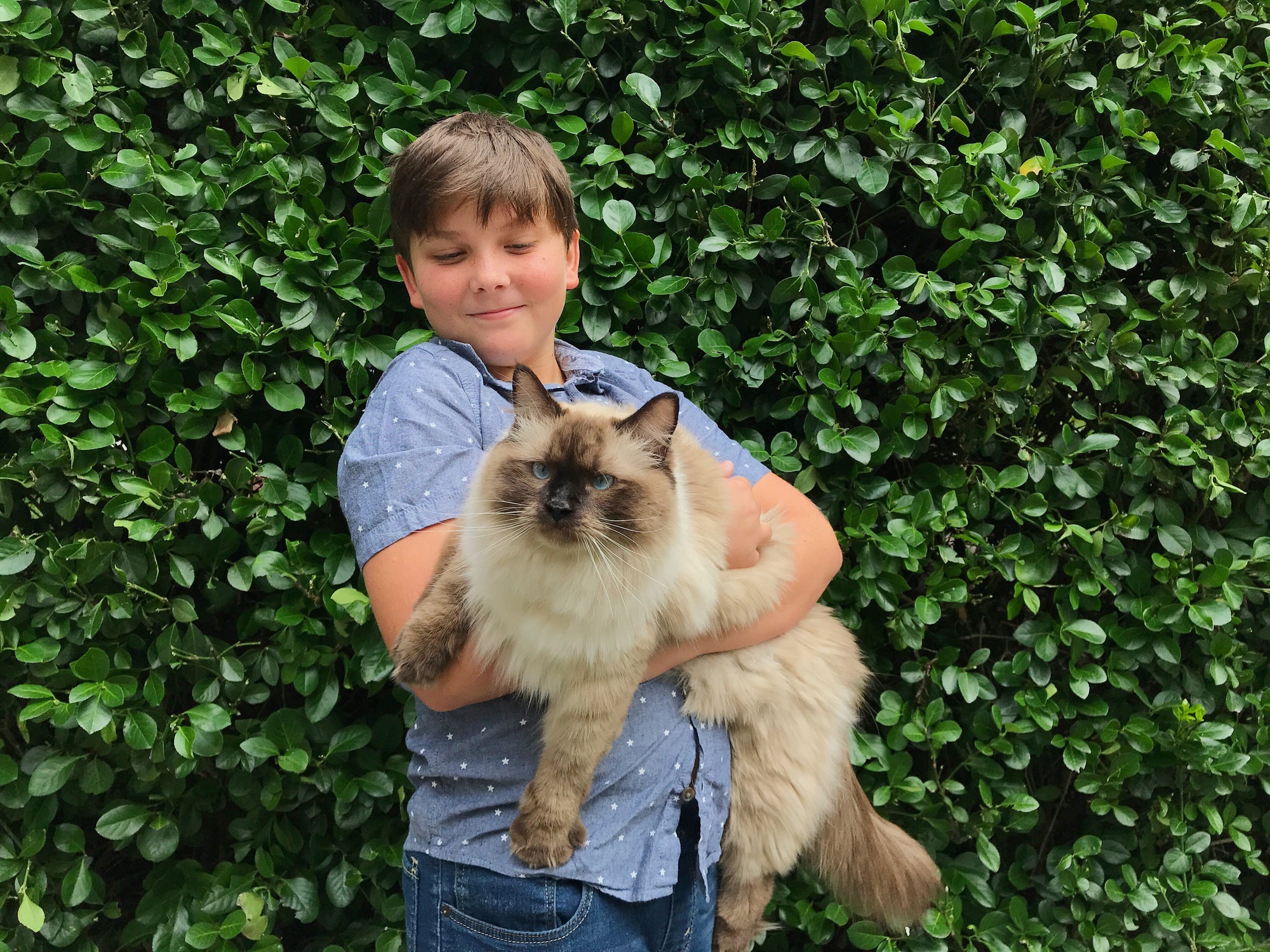 O Ragdoll é um gatinho super fofo que se dá bem com a criançada