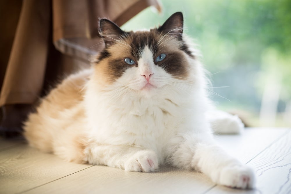 A personalidade do Ragdoll é tão fofa quanto ele