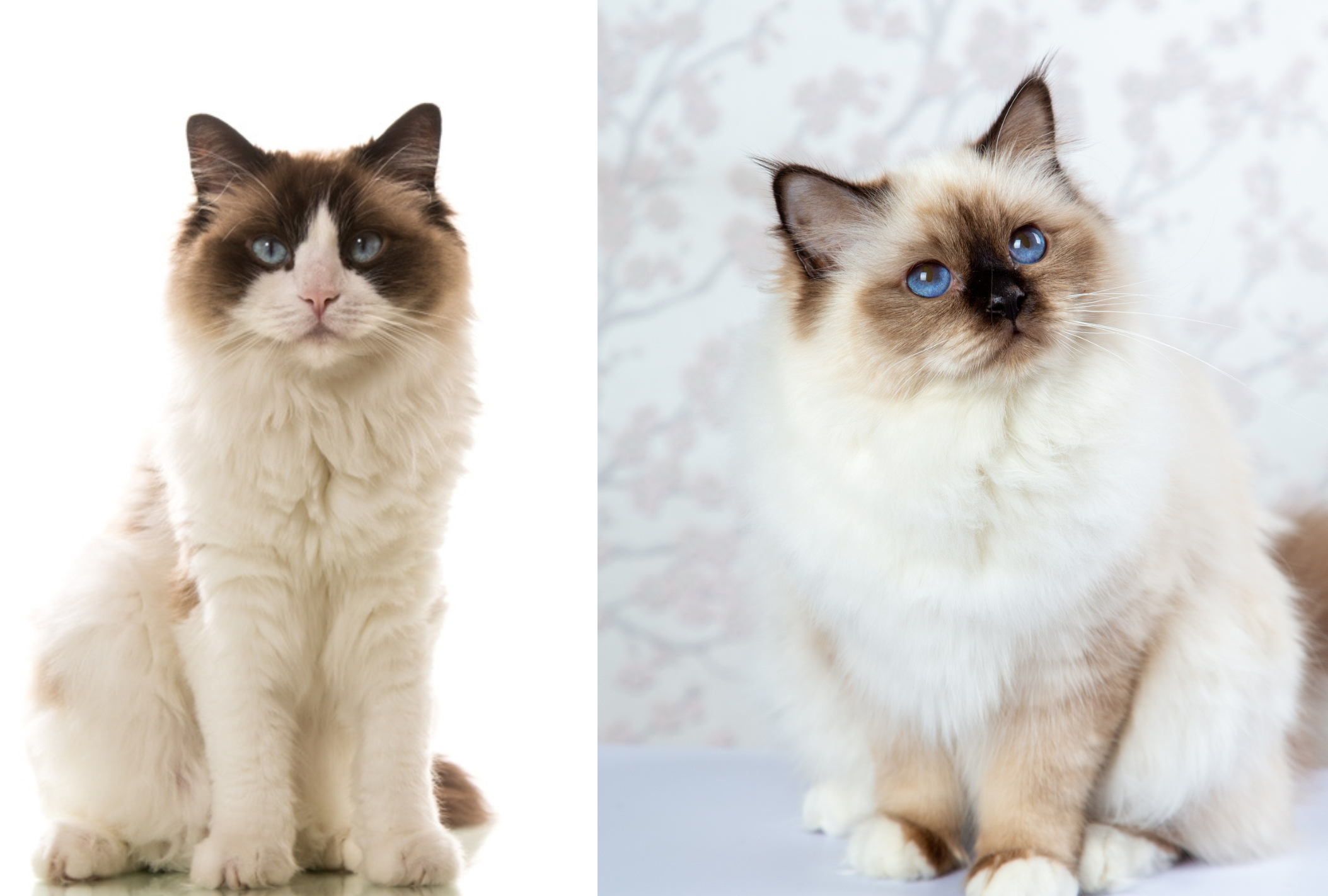 O Ragdoll é um gato tão fofo quanto o Sagrado da Birmânia 