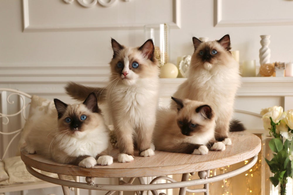 O Ragdoll pode desenvolver cardiomiopatias e doenças renais com mais facilidade
