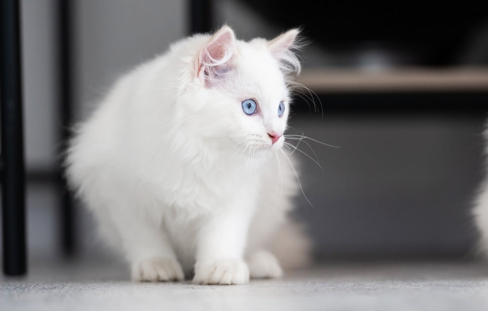 O gato Ragdoll é bem peludinho e pode ser encontrado com a cor da pelagem branca