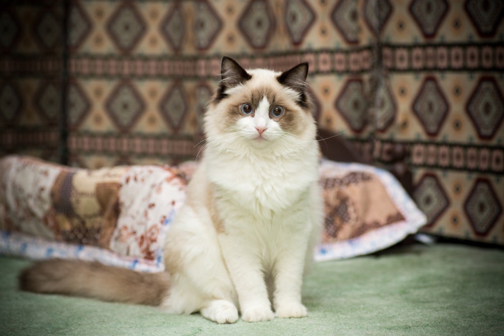 O Ragdoll é uma das raças de gato mais fofinhas