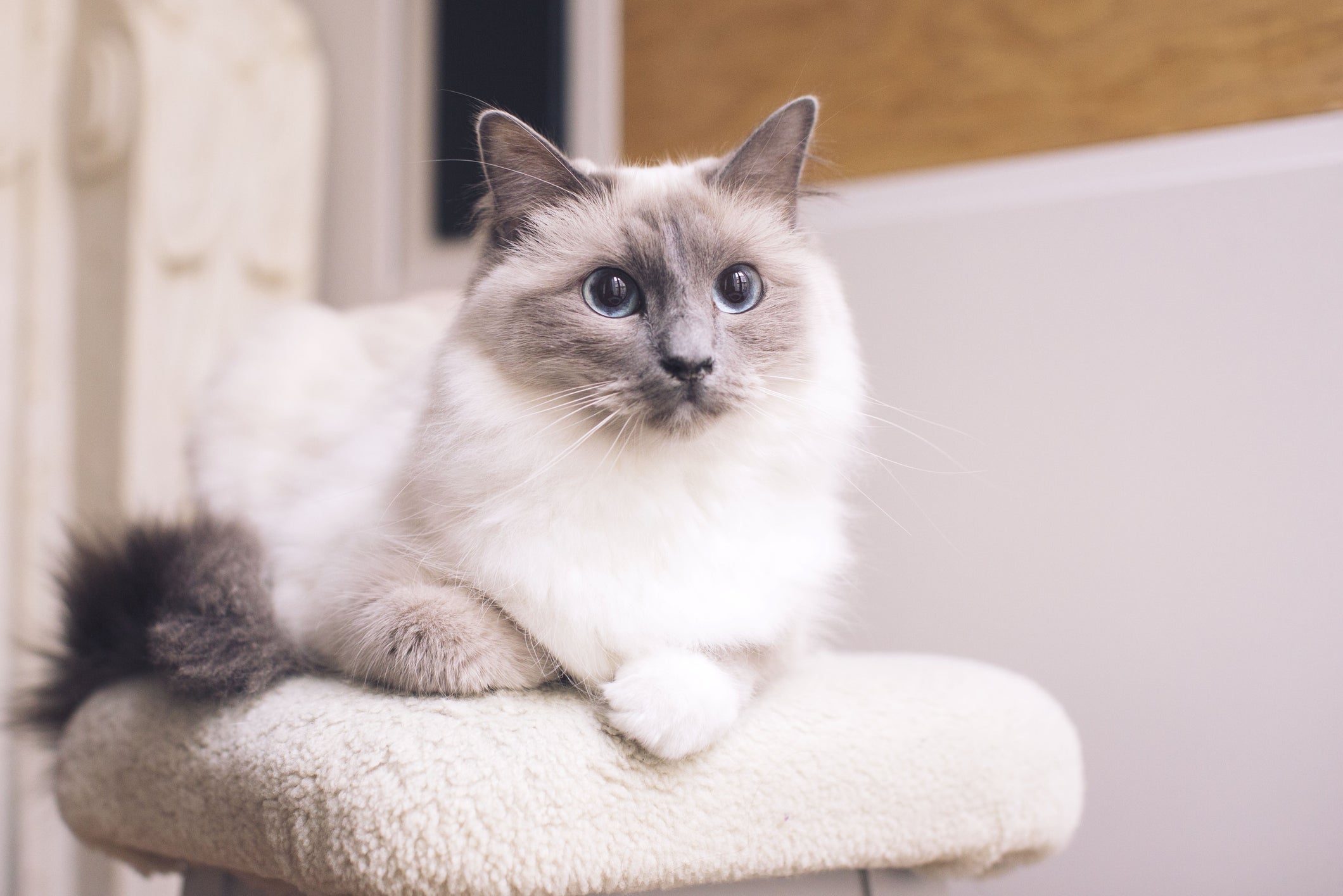 O Ragdoll é um gato mais forte do que muitos imaginam