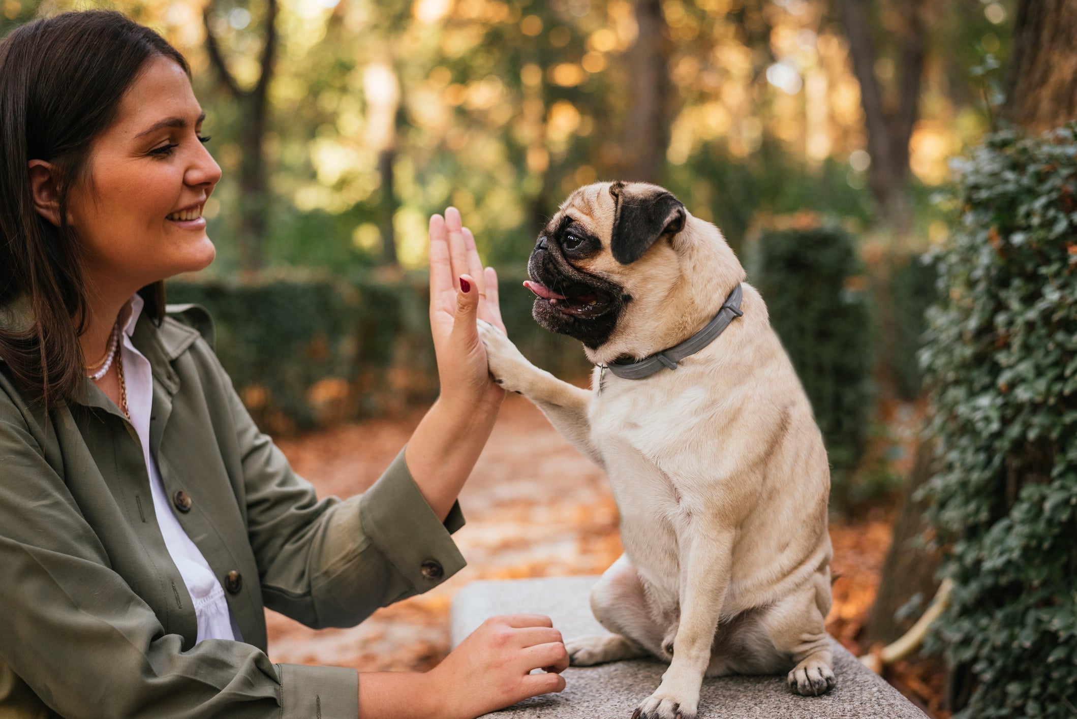 O Pug é um cãozinho calmo e que adora ficar quietinho ao lado do tutor