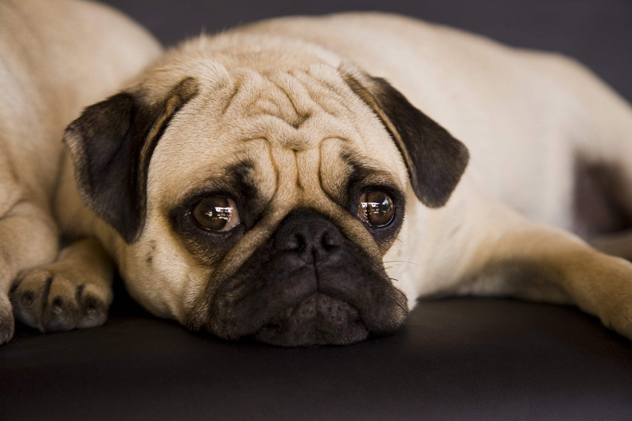 O cão da raça Pug costuma ter problemas respiratórios crônicos
