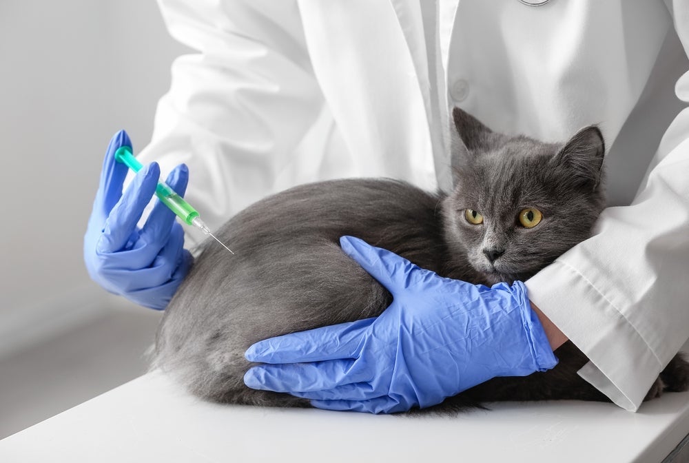A vacina de raiva para gatos vai garantir uma vida mais saudável para o pet