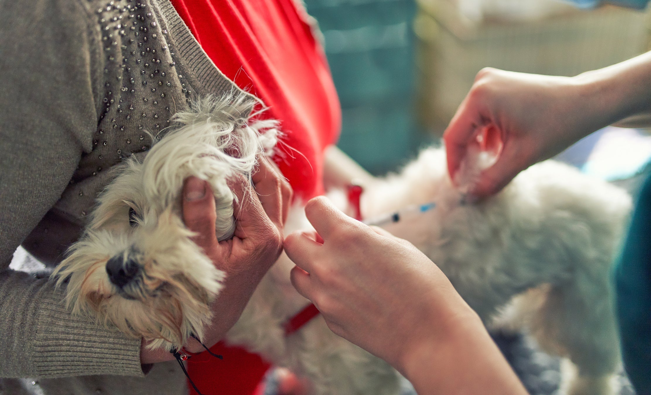 A melhor forma de prevenir a raiva humana é vacinando os animais 