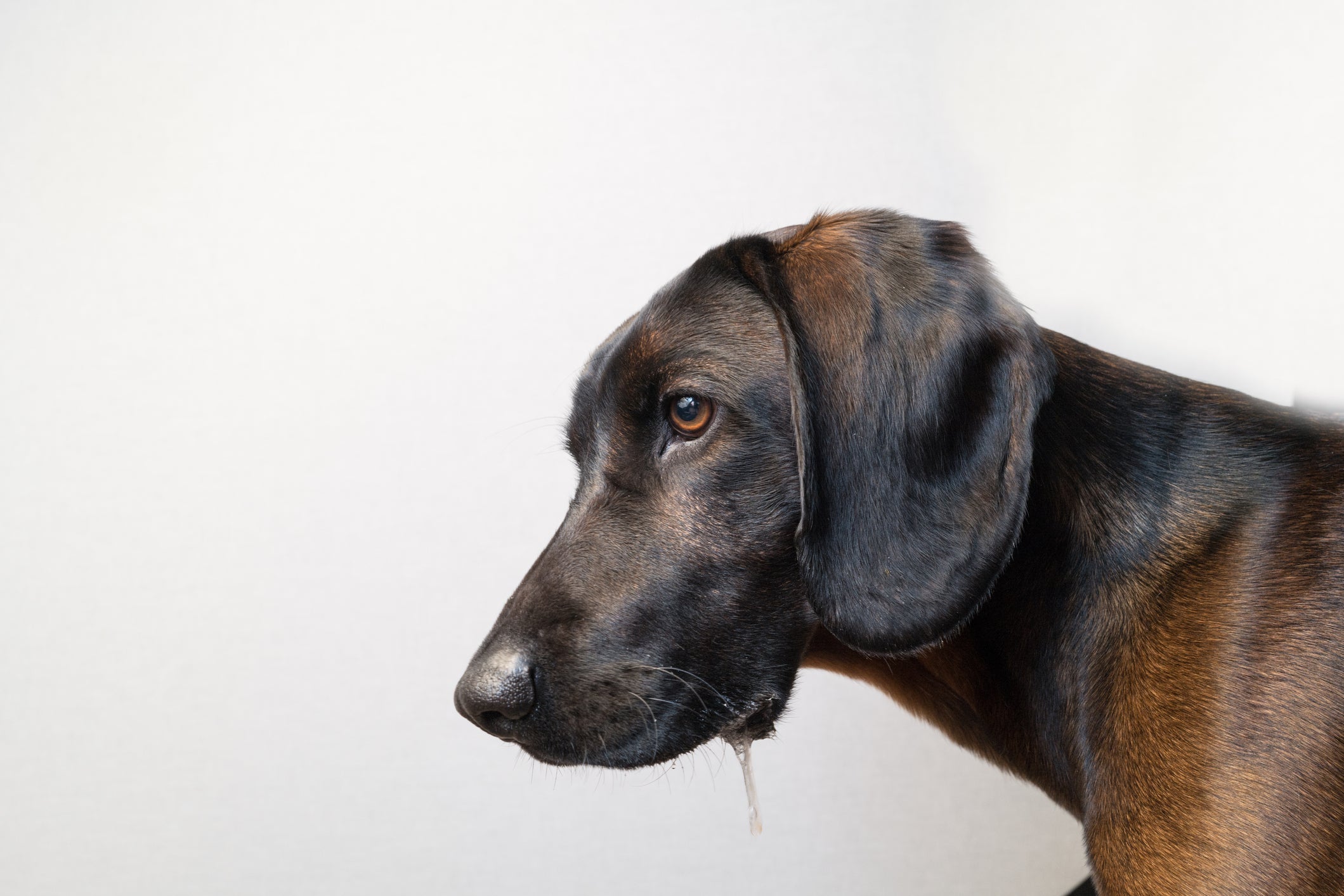Raiva canina: a salivação exagerada é um dos principais sintomas da doença!