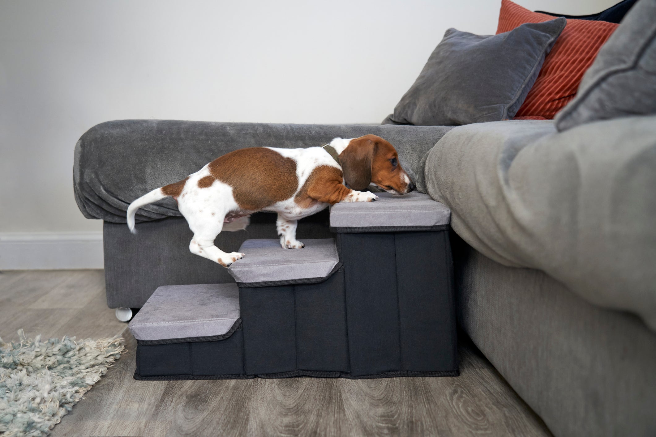 A escada para cachorro é mais indicada para pets jovens e saudáveis, que se locomovem com mais facilidade