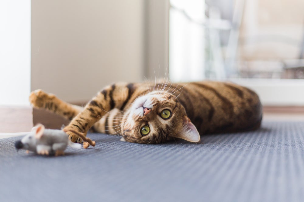 O ratinho de corda para gatos é uma boa opção para filhotes, adultos ou idosos