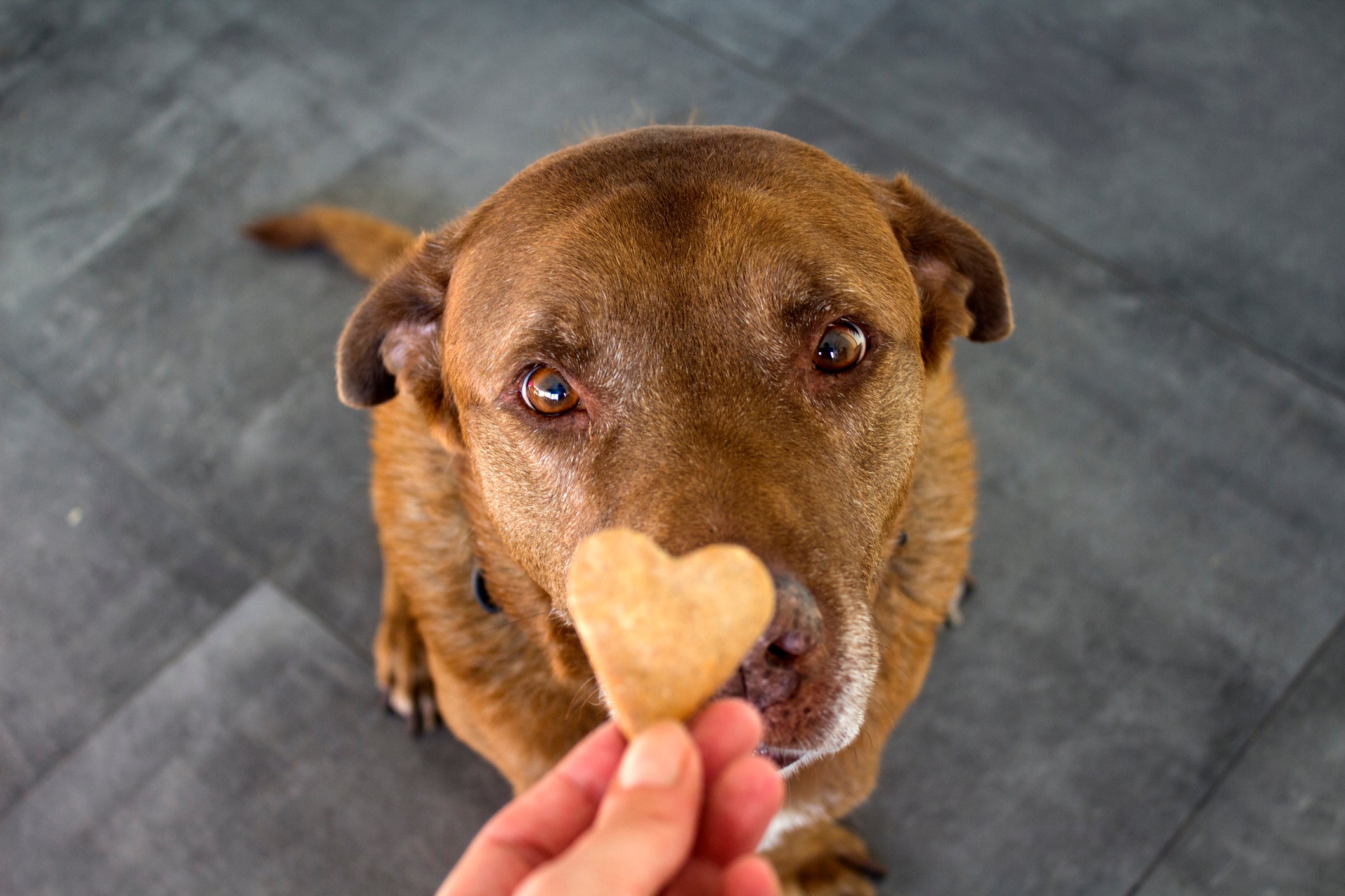 Antes de jogar a bolinha para cachorro, faça uma associação positiva com petiscos