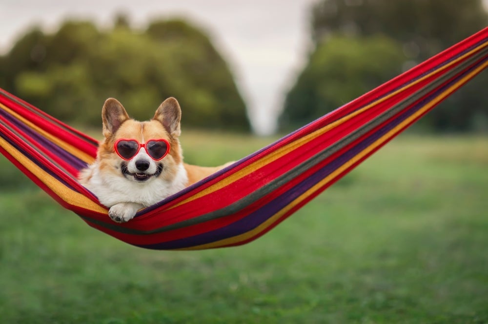 Existem diferentes opções de rede de cachorro, desde aquelas que ficam na janela até as que ficam presas embaixo de cadeiras