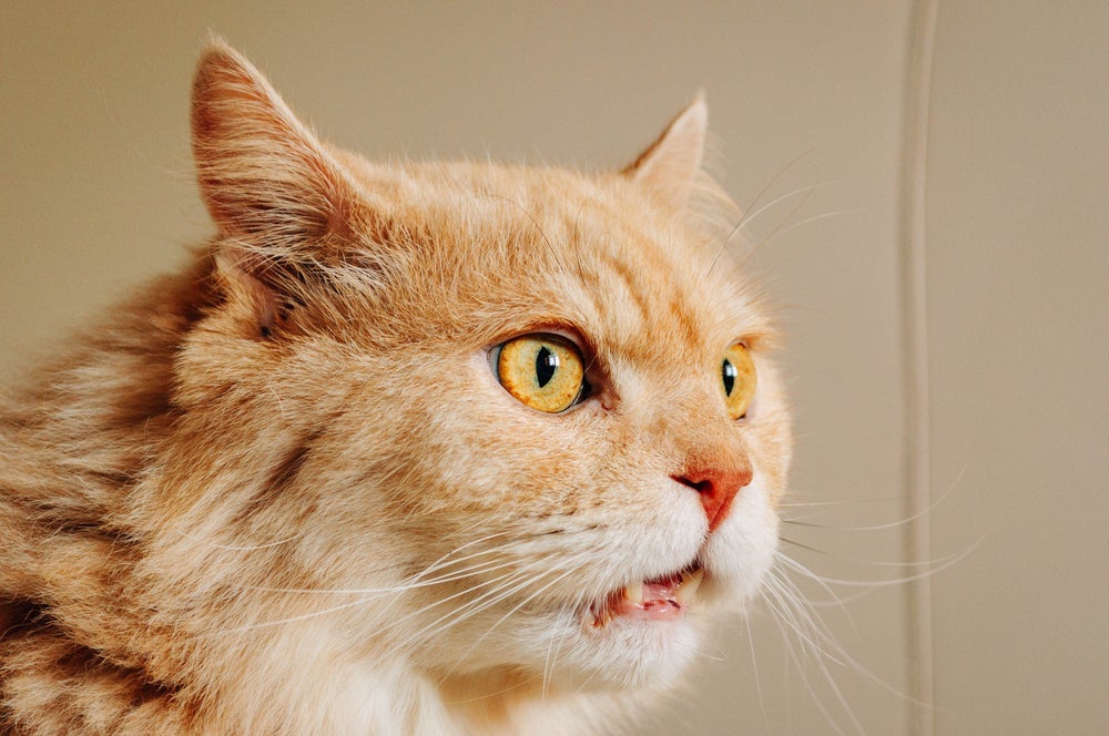 No reflexo de Flehmen, gatos ficam com a boca levemente aberta