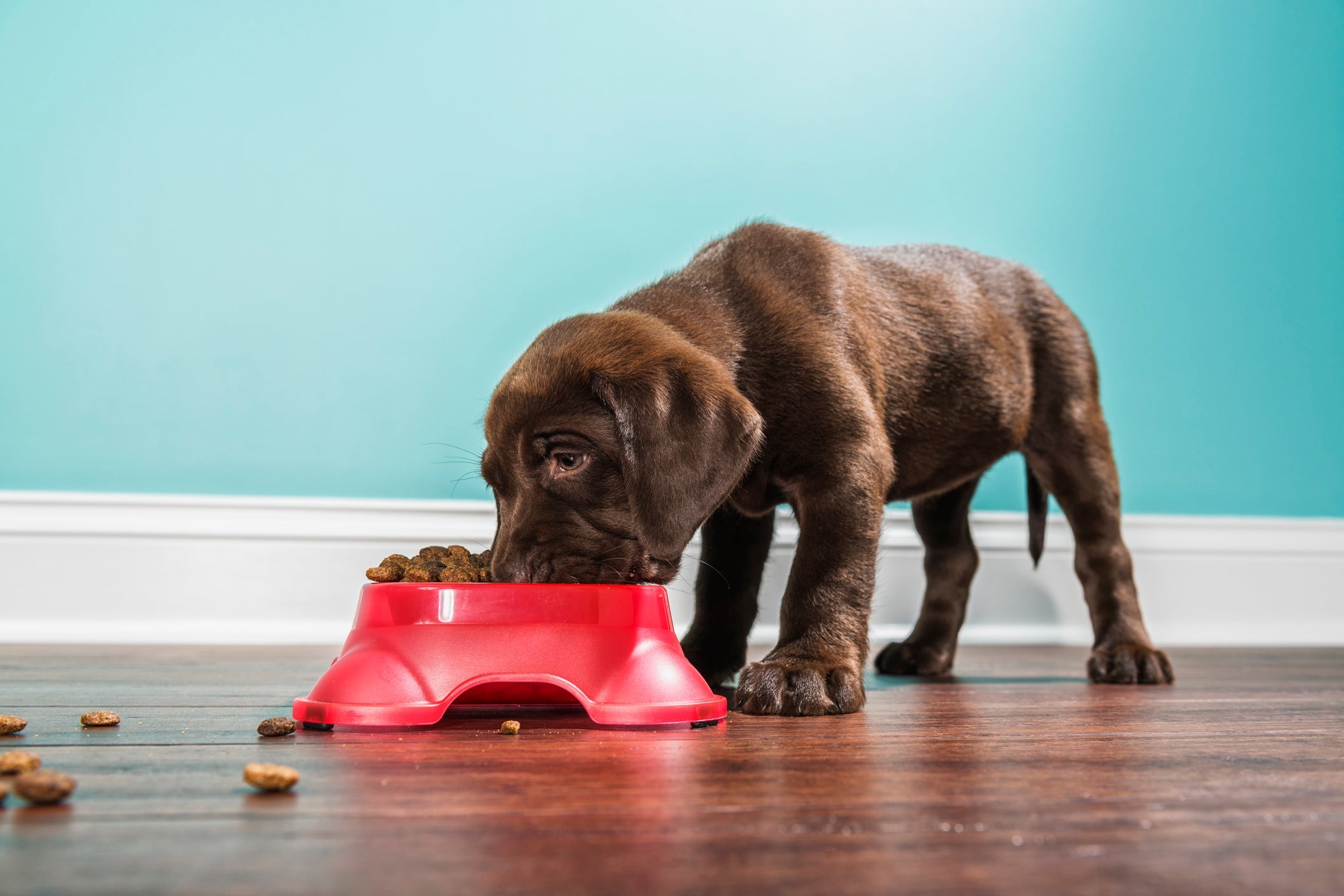 A alimentação do cachorro pode ter relação com os episódios de refluxo