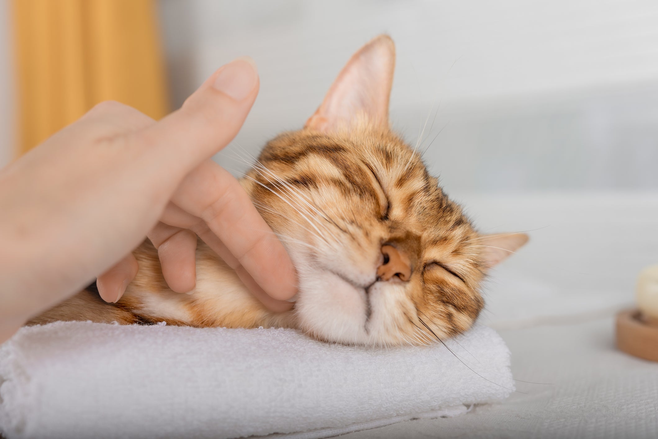O reiki ajuda a trabalhar comportamentos dos animais e até aliviar alguns sintomas