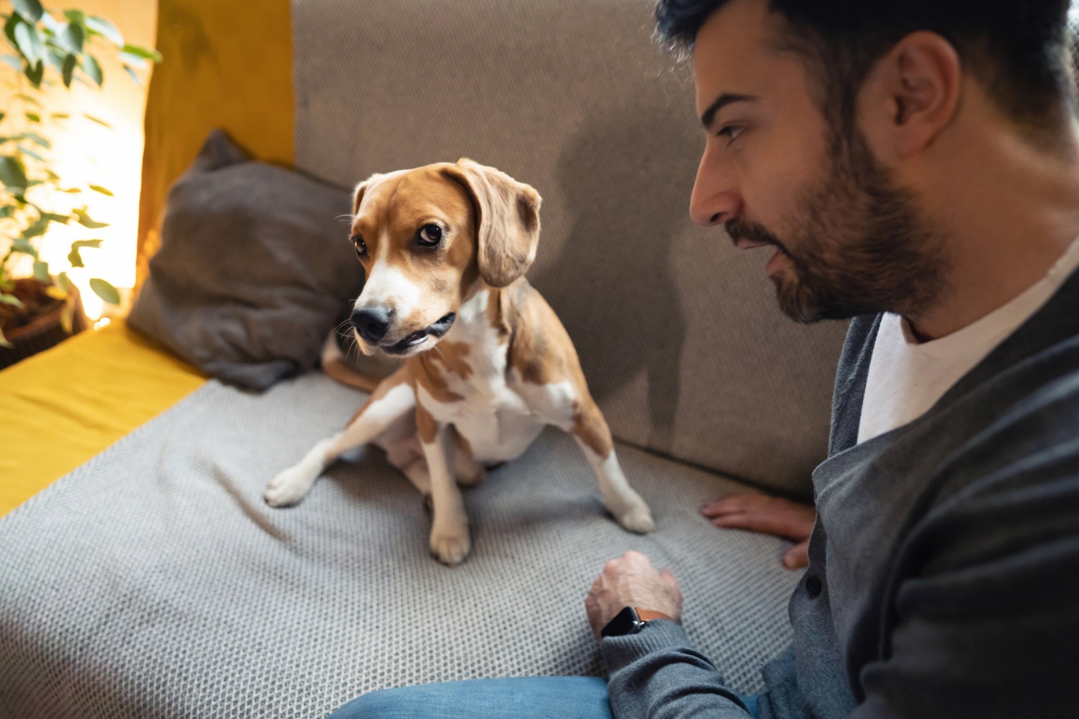 O cachorro pode perceber o humor do seu dono, podendo ficar estressado caso o dono também esteja