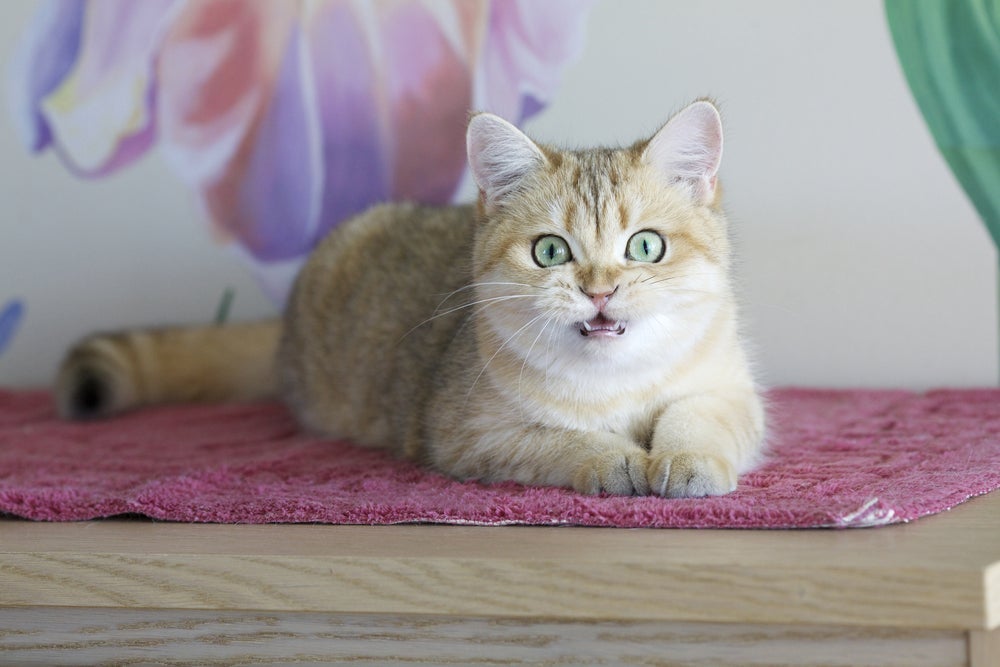 Tosse de gato deve ser acompanhado por um profissional