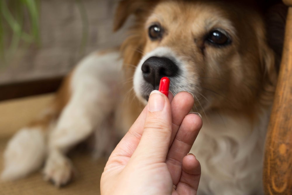 O remédio de verme para cachorro previne e trata diversas doenças