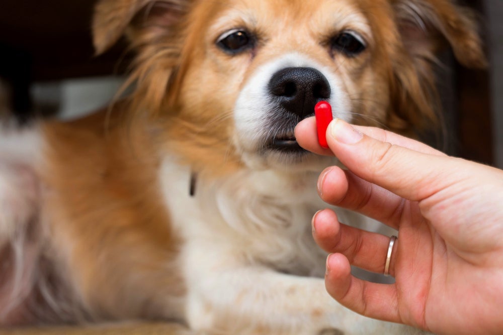Para evitar um cachorro com verme, basta seguir o cronograma certinho do vermí­fugo