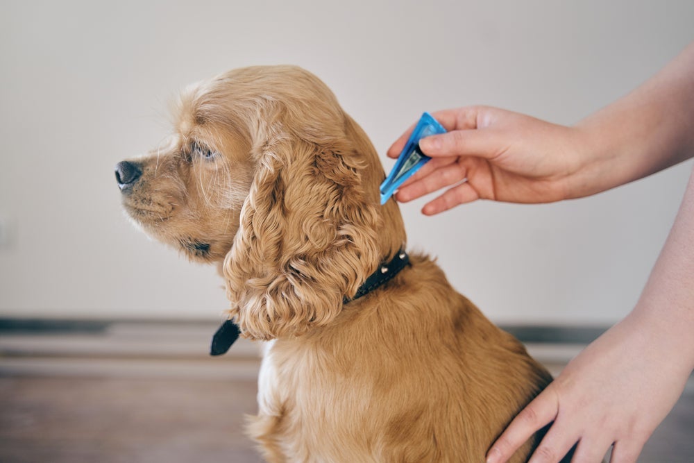 O remédio para carrapato de cachorro na versão líquida é aplicado na nuca do animal