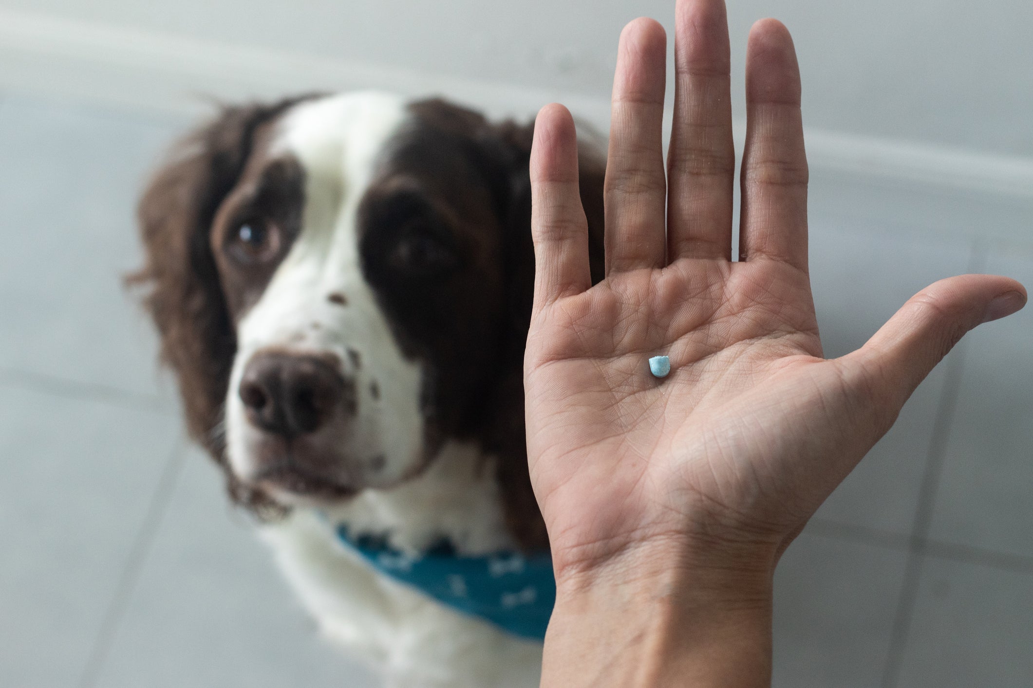O antialérgico para cachorro é usado em diferentes casos, como dermatite atópica, piodermite e alergia alimentar