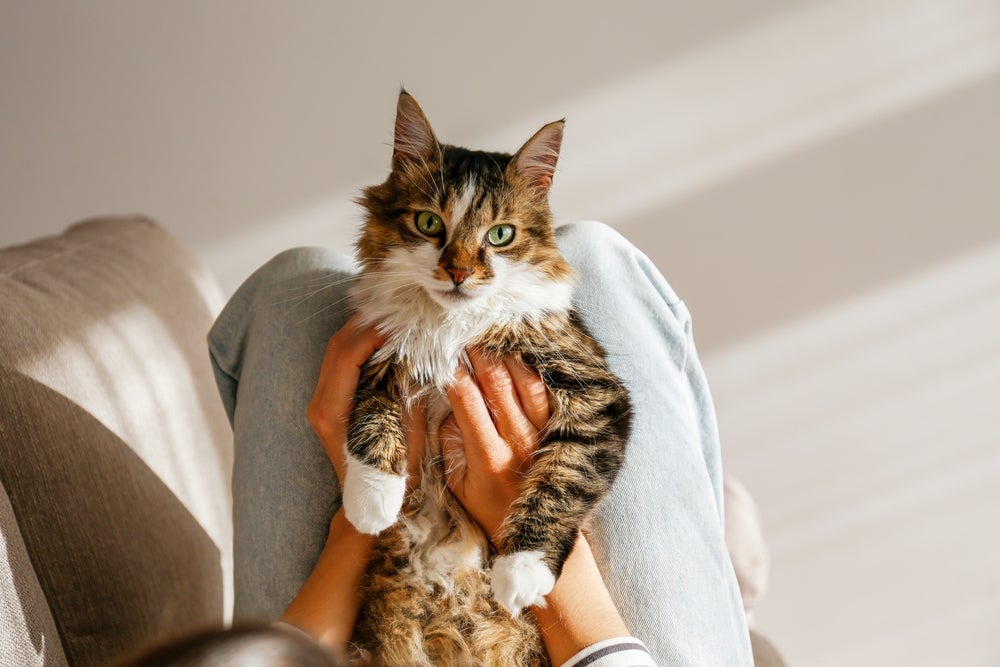 Na hora de dar remédio para gato, posicione o pet entre suas pernas