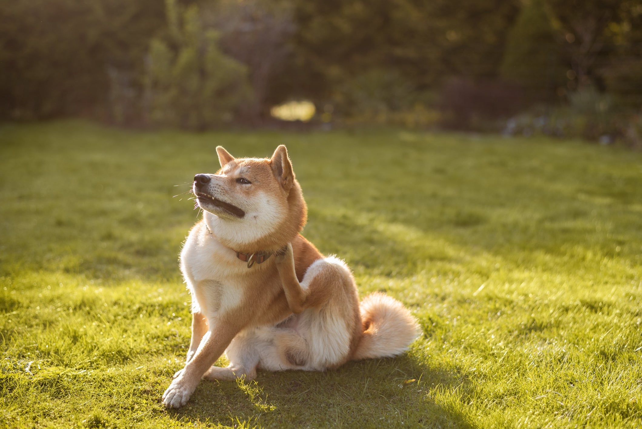 O Akita e o Shiba são facilmente confundidos, mas têm algumas diferenças entre si