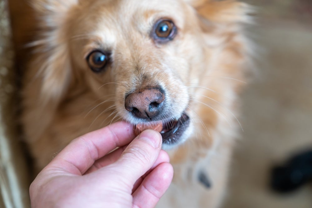 O verme em cachorro deve ser tratado com medicamentos específicos