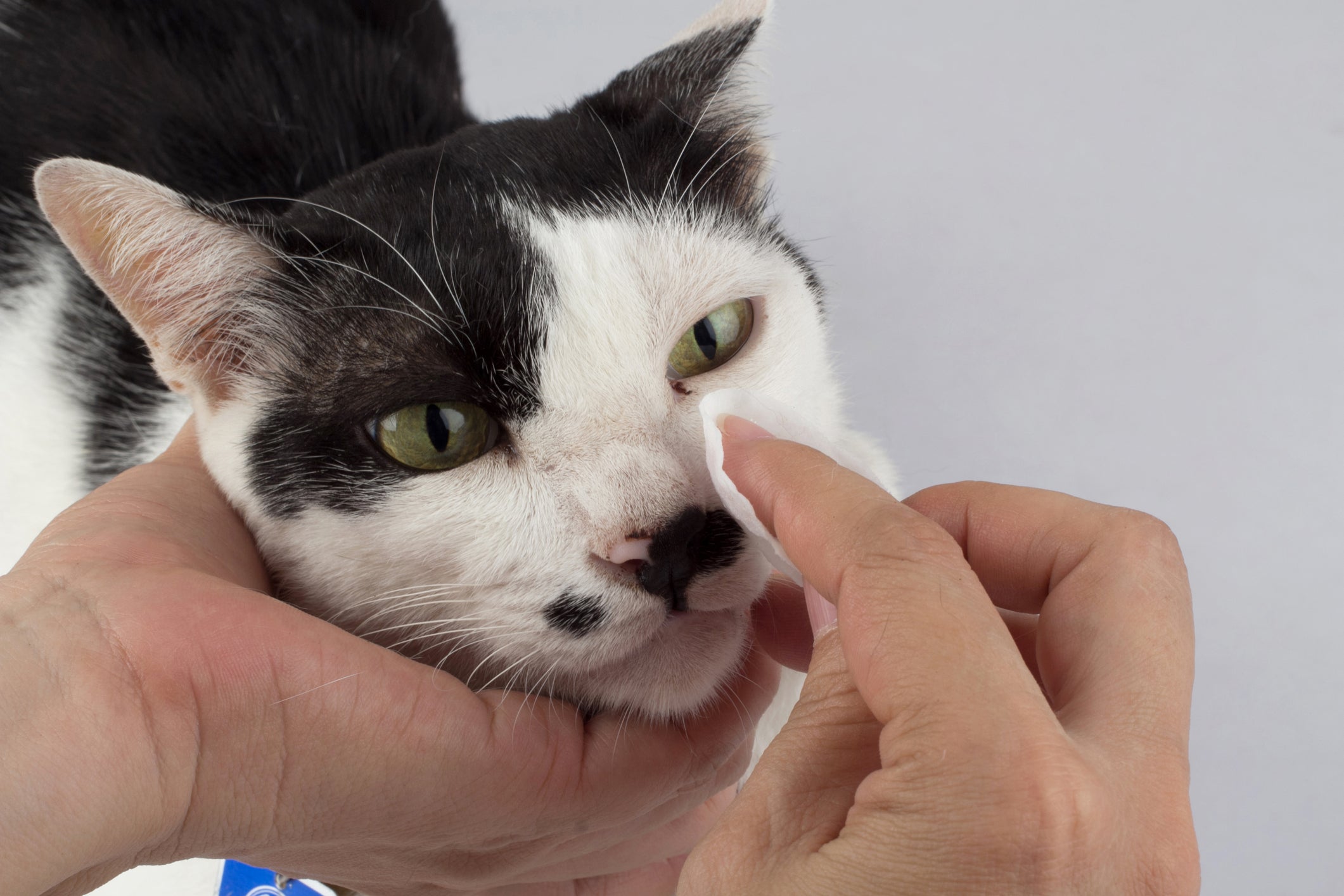 A higienização dos olhos do gato é importante para garantir saúde e bem-estar ao felino