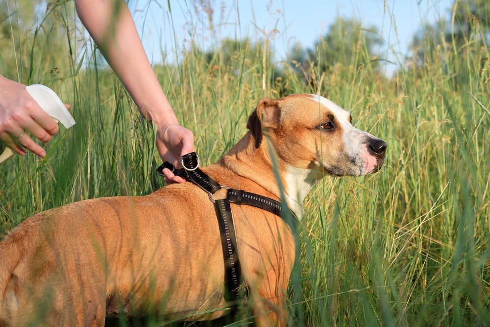 Alguns repelentes de insetos para cachorro devem ser usados de maneira conjunta
