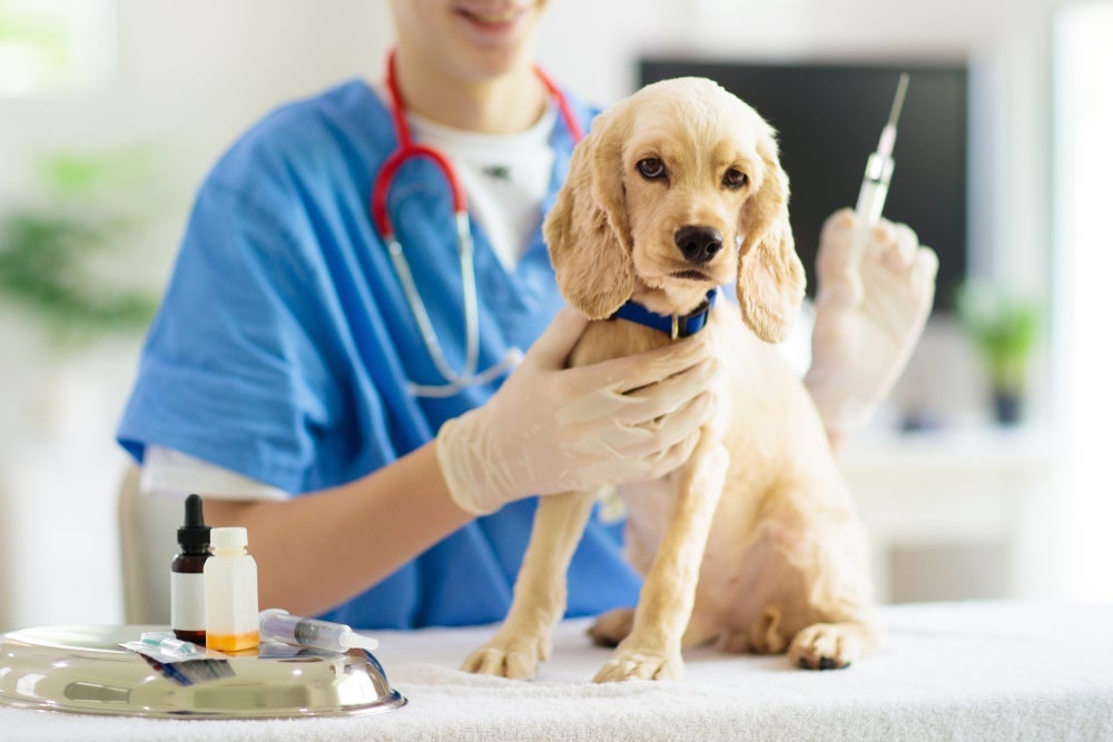 Resgate de cachorros abandonados: é importante começar o esquema vacinal do início