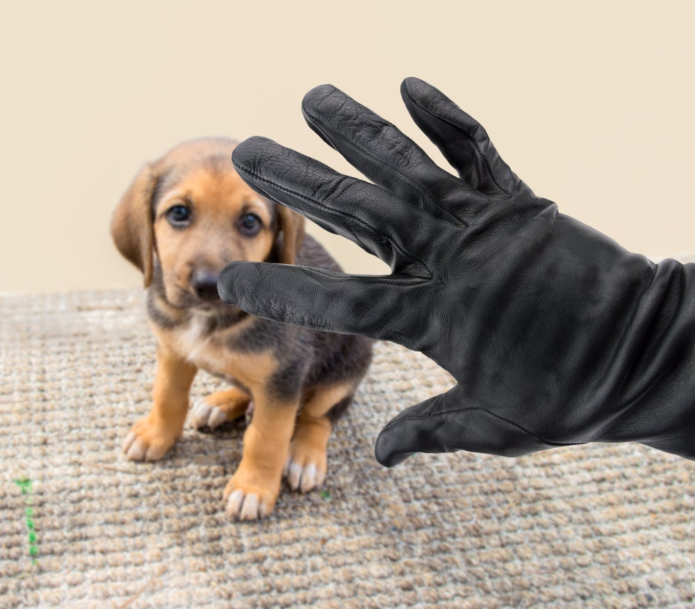 Usar uma luva para o resgate de cachorro é uma atitude necessária para prevenir doenças