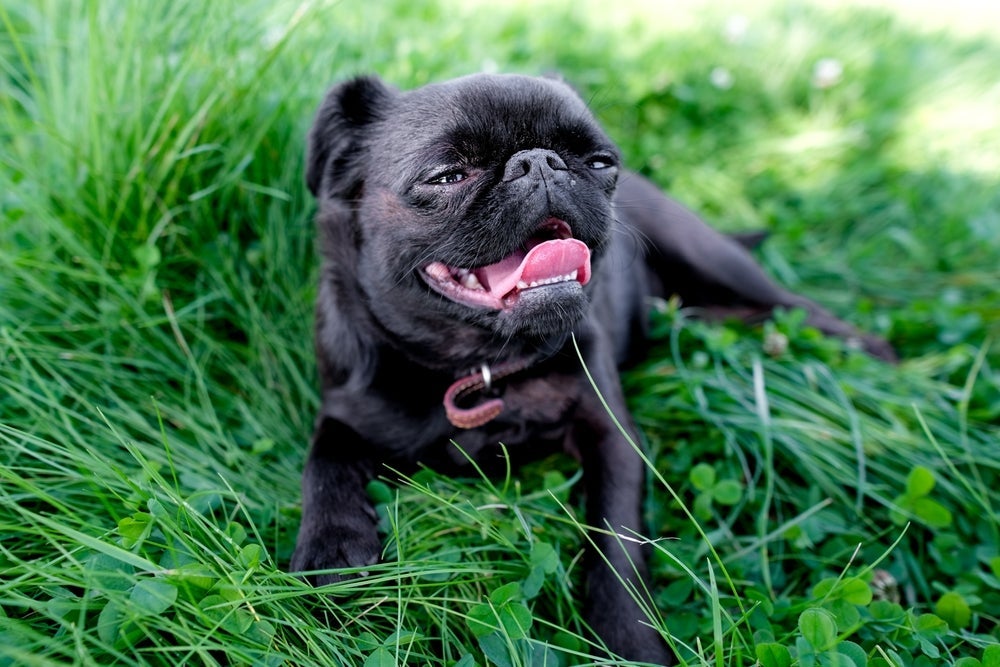 A anatomia canina de cães braquicefálicos faz com que eles tenham mais dificuldade para respirar