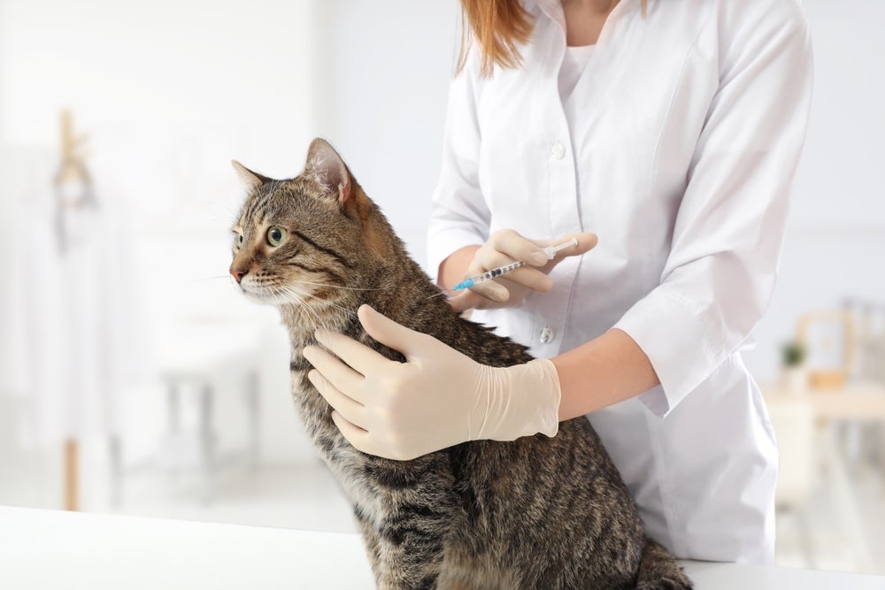 A rinotraqueíte felina pode ser prevenida com a vacina