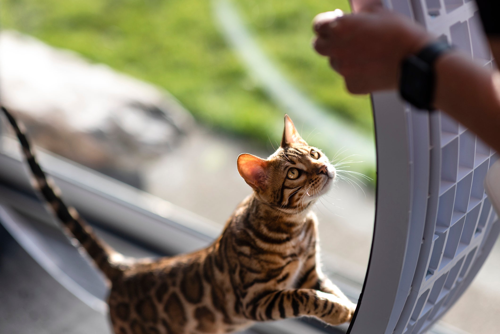 A roda esteira para gatos deve ter um tamanho adequado ao animal e ser feita com material resistente
