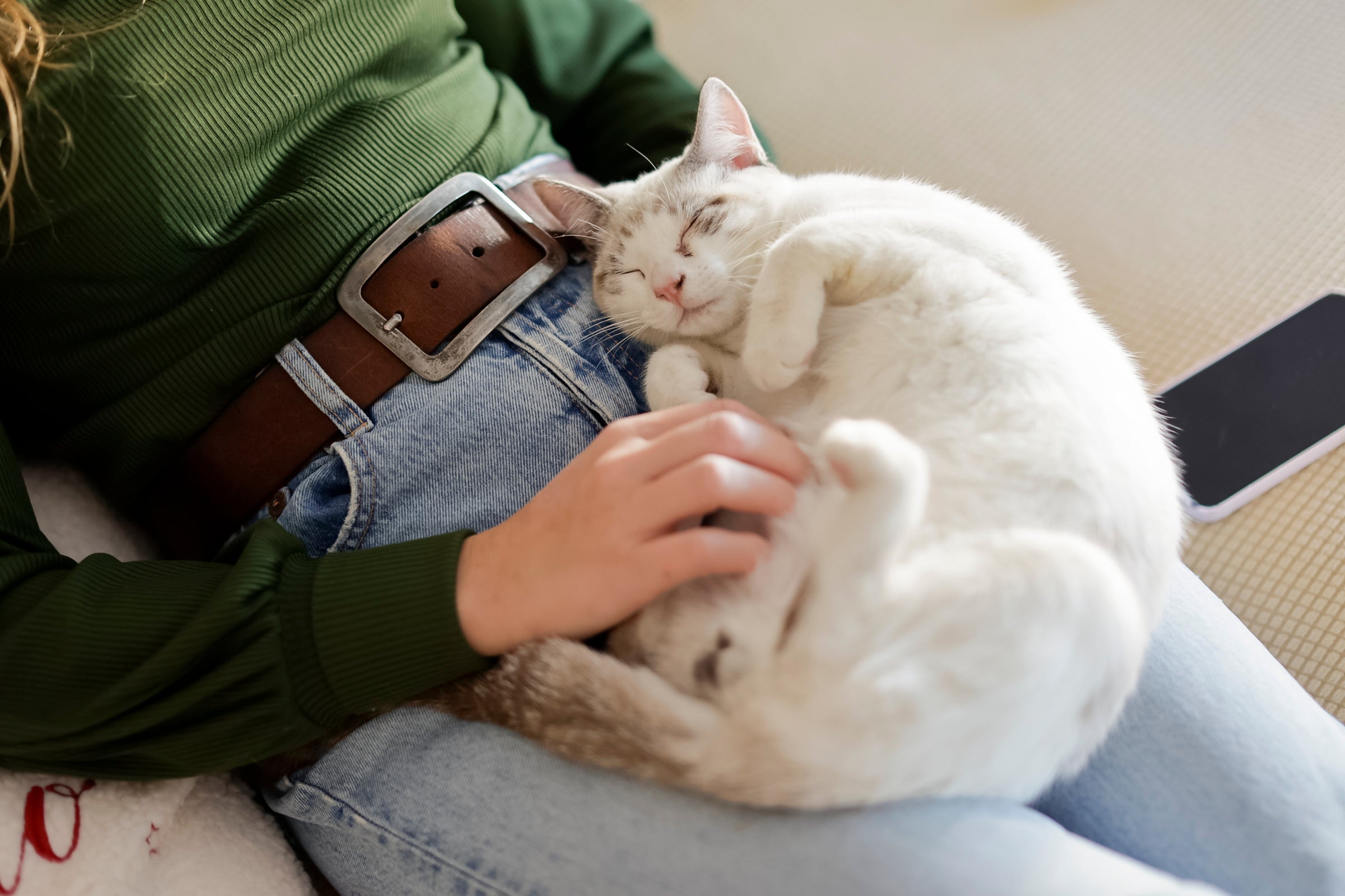 O gato ronronando pode ajudar a diminuir a tensão e ansiedade nos humanos