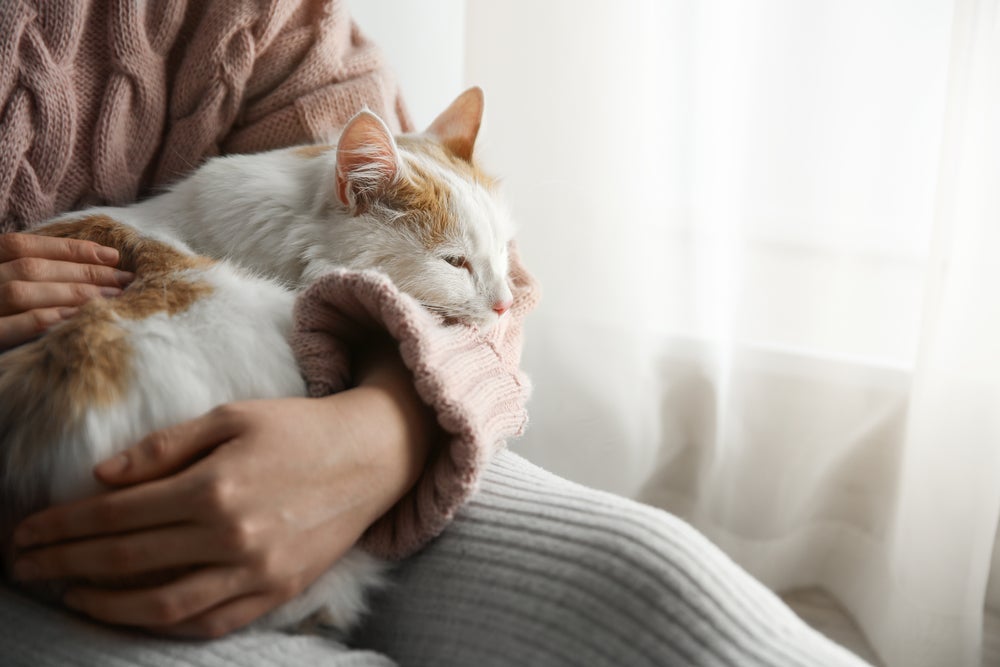 O ronronar de gato pode ser uma forma até de aliviar dores