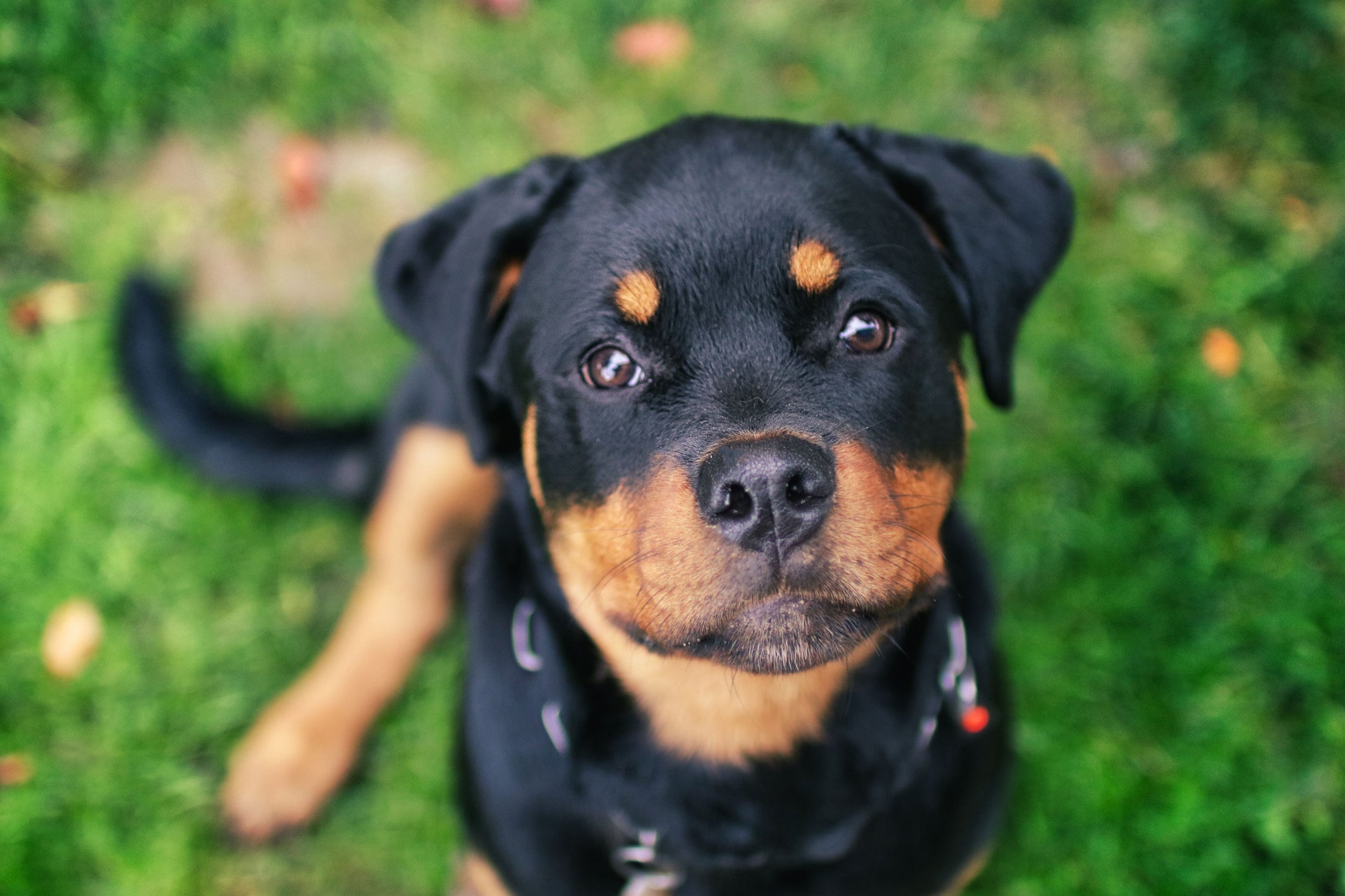 O instinto de proteção do Rottweiler é super desenvolvido