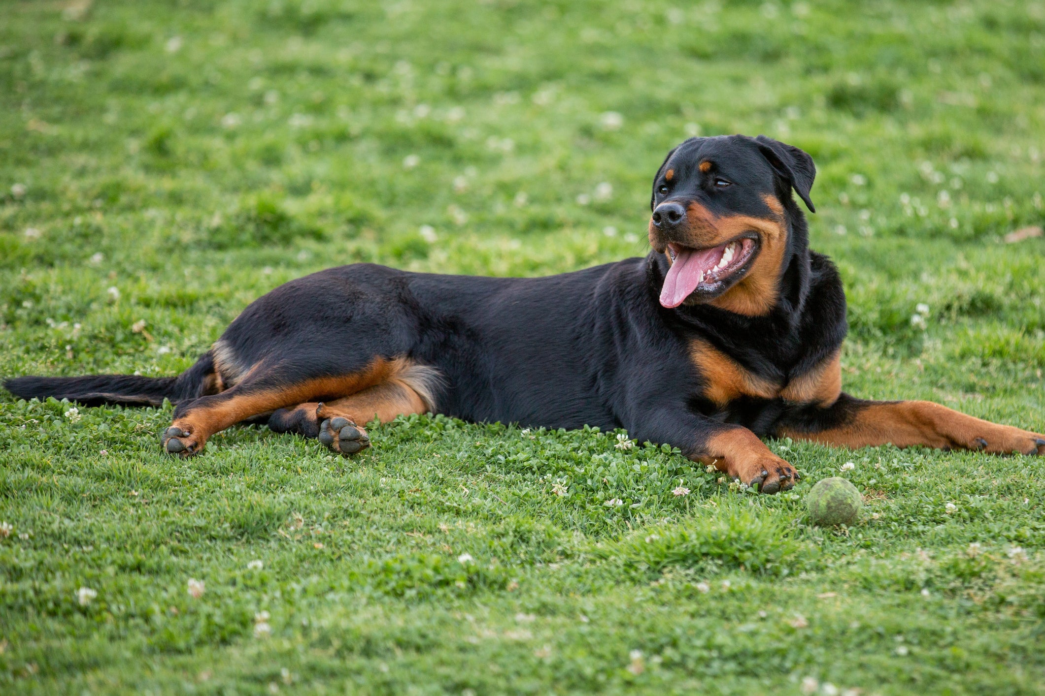 O Rottweiler é um cachorro brincalhão e alegre