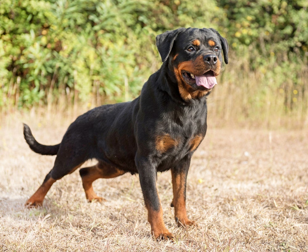 Cabeça larga, focinho mais curto e corpo musculoso são características do Rottweiler “cabeça de touro”