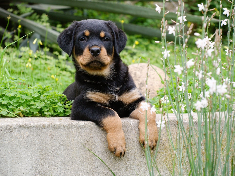 Filhotes de Rottweiler precisam ser adestrados e socializados
