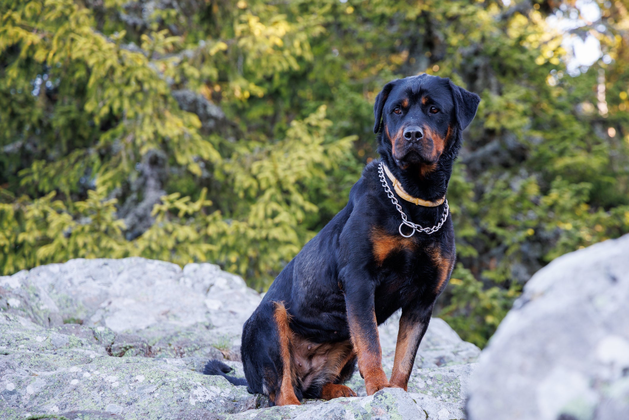 O Rottweiler é um cão, musculoso, forte e inteligente 