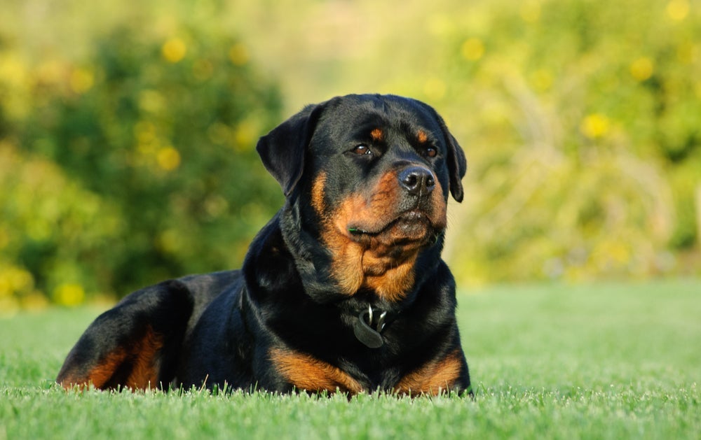 O Rottweiler é uma das raças mais conhecidas como cachorro dominante