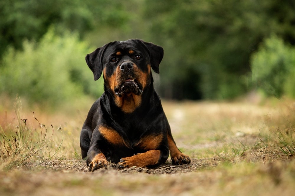 As habilidades cognitivas do Rottweiler são surpreendentes