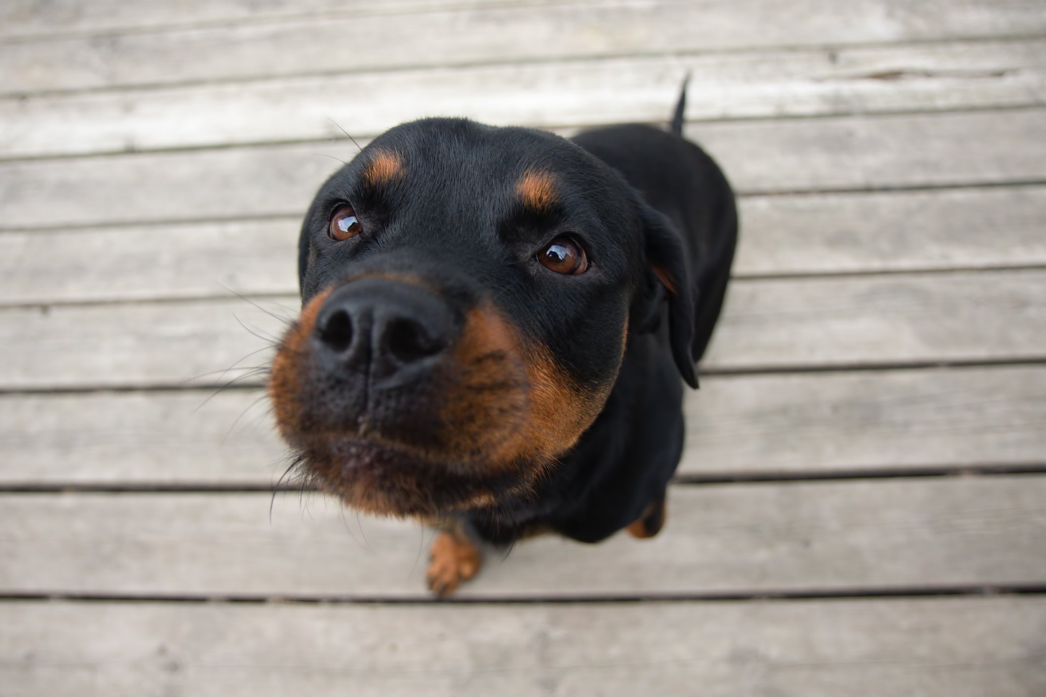 O Rottweiler é considerado o cachorro mais bravo do mundo por muita gente
