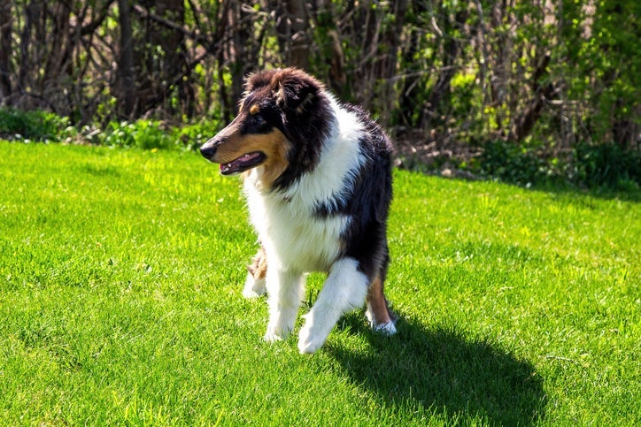 Rough Collie era usado como cachorro de pastoreio