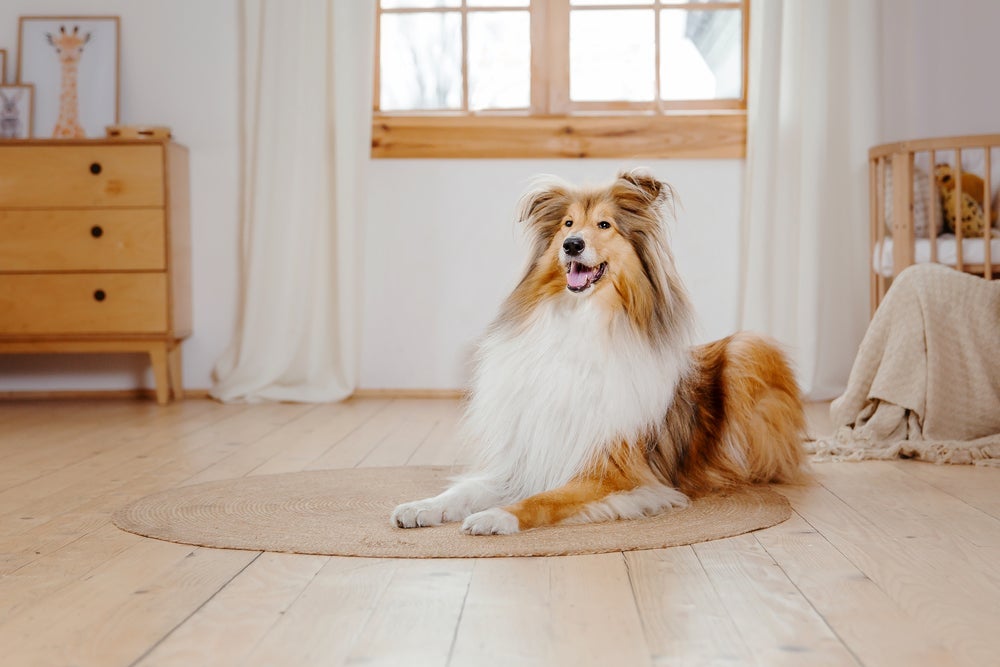 Collie: cachorro possui porte de médio a grande e é bastante ativa e inteligente
