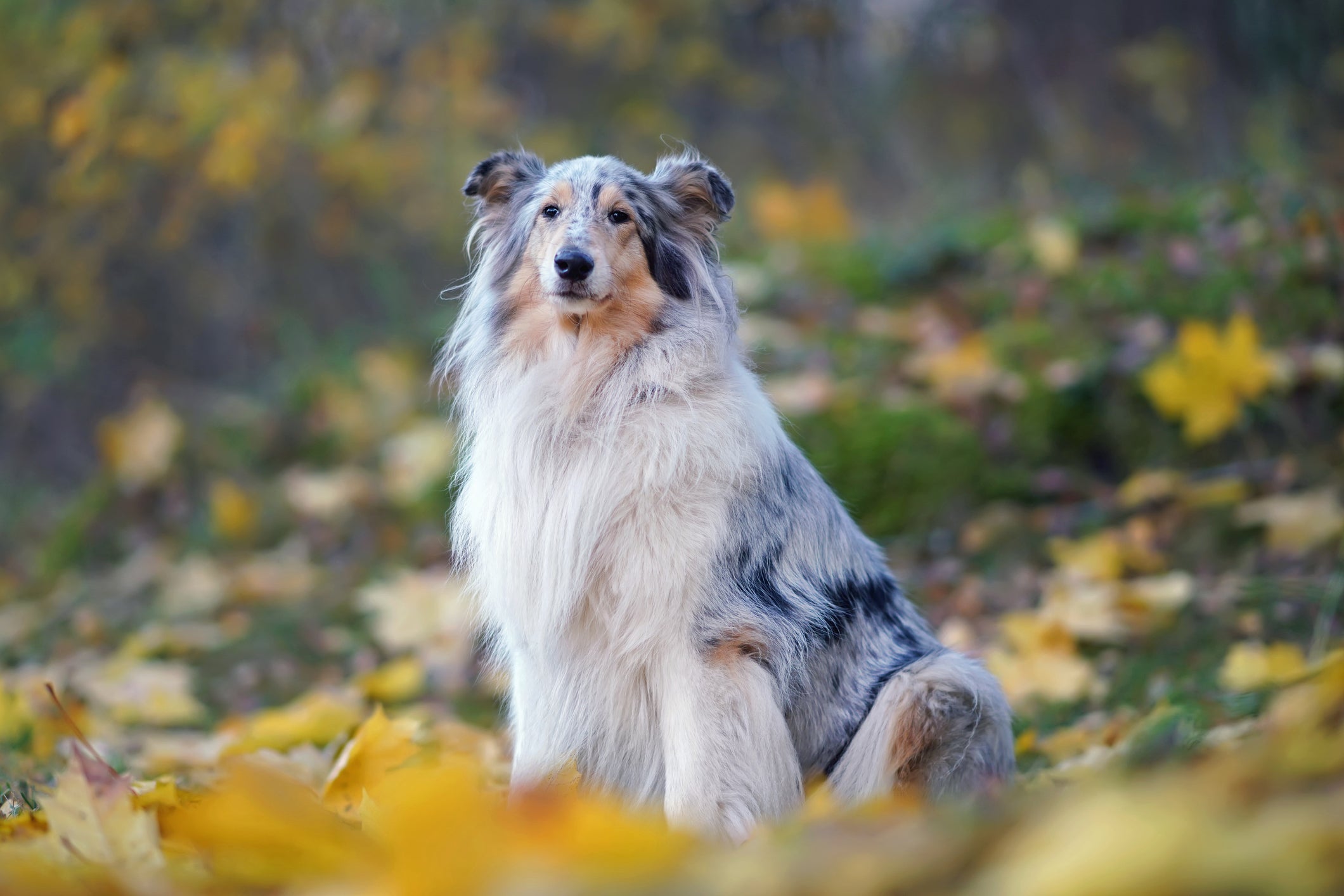 O Rough Collie não mede esforços para agradar o tutor 