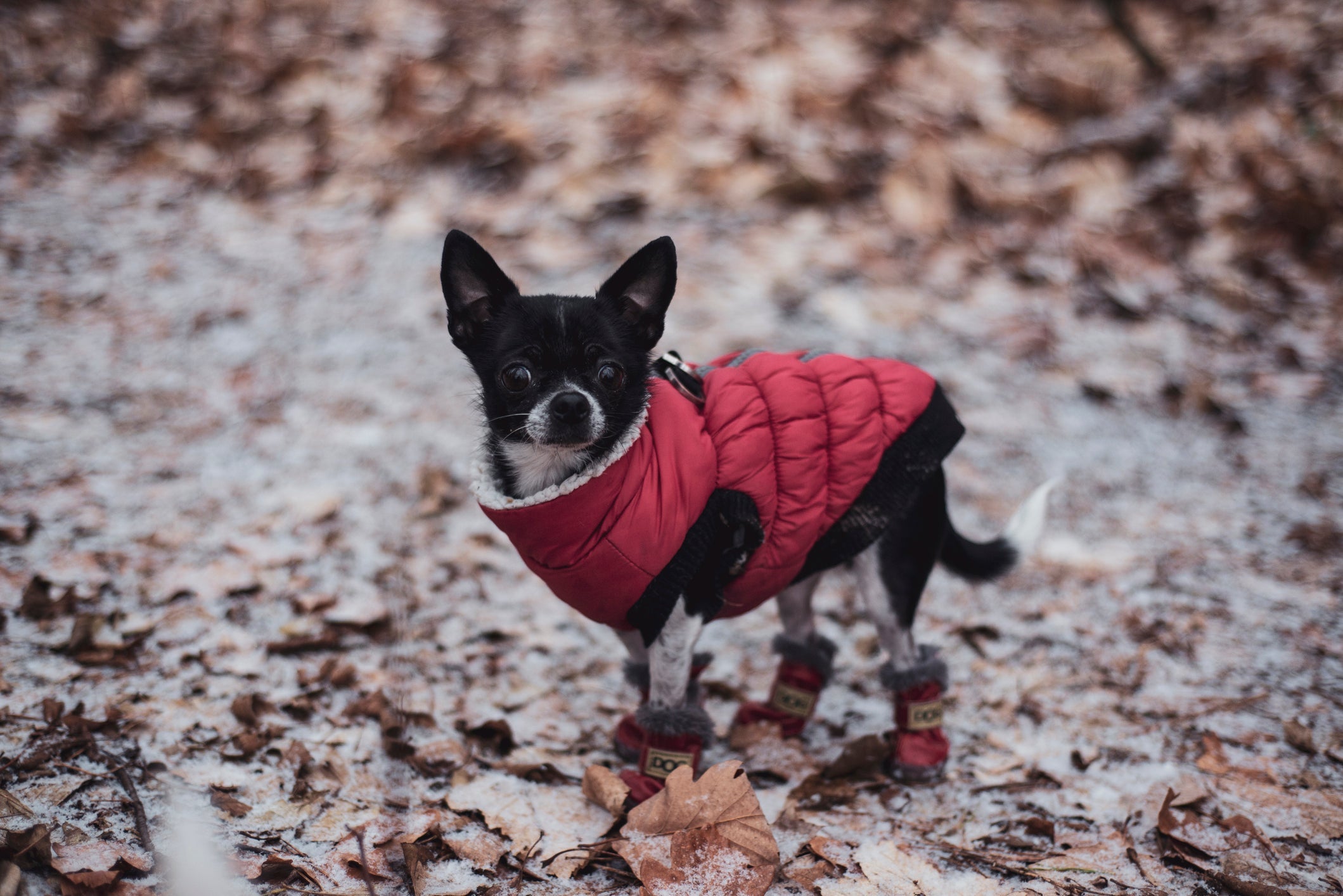 Os cachorros mais caros do mundo: Chihuahua é a menor raça e também uma das mais caras